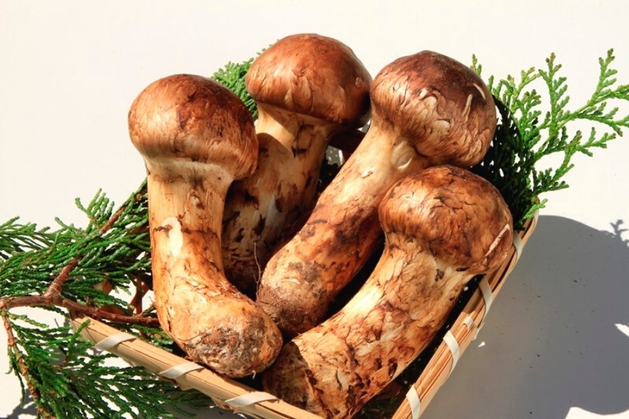 matsutake