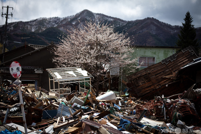 sakura iwate