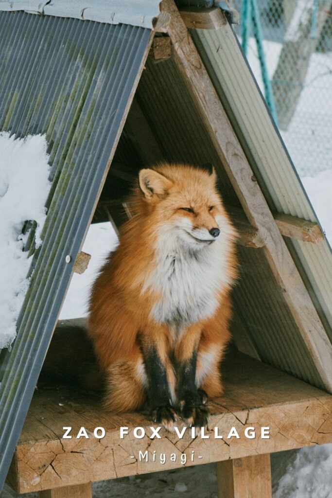 zao fox village eeto