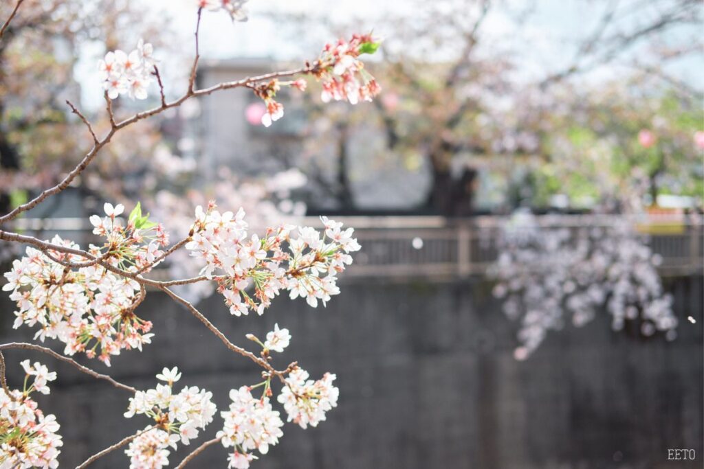 hoa anh dao tokyo3